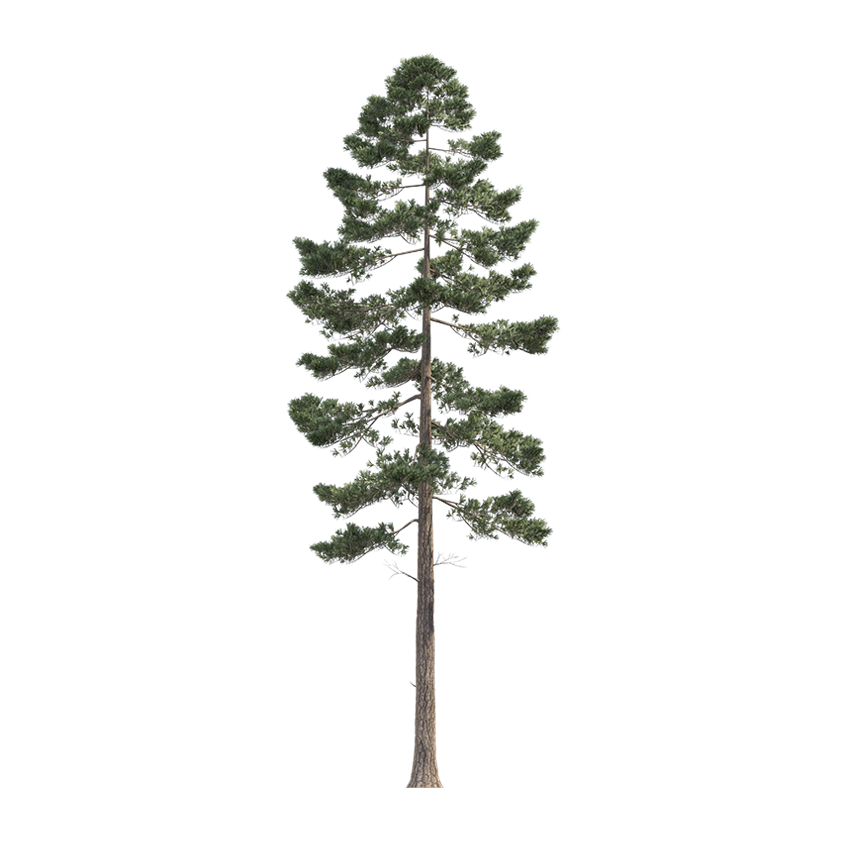 Pinus ponderosa
